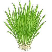 Wheatgrass