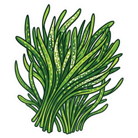 Spirulina