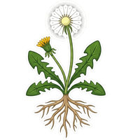 Dandelion Root
