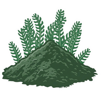 Chlorella