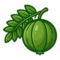 Indian Gooseberry (Amla)